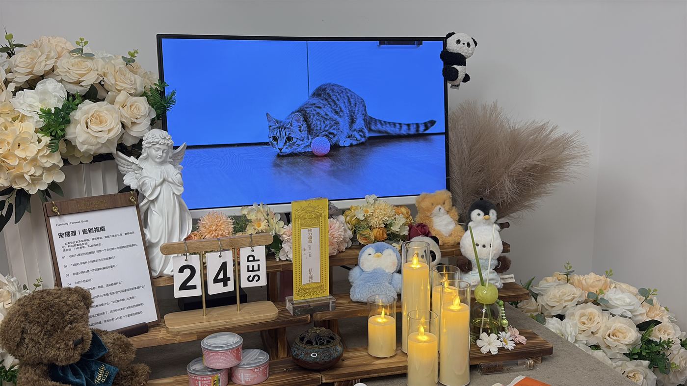 猫咪离世后怎么办？玉林猫主子告别指南