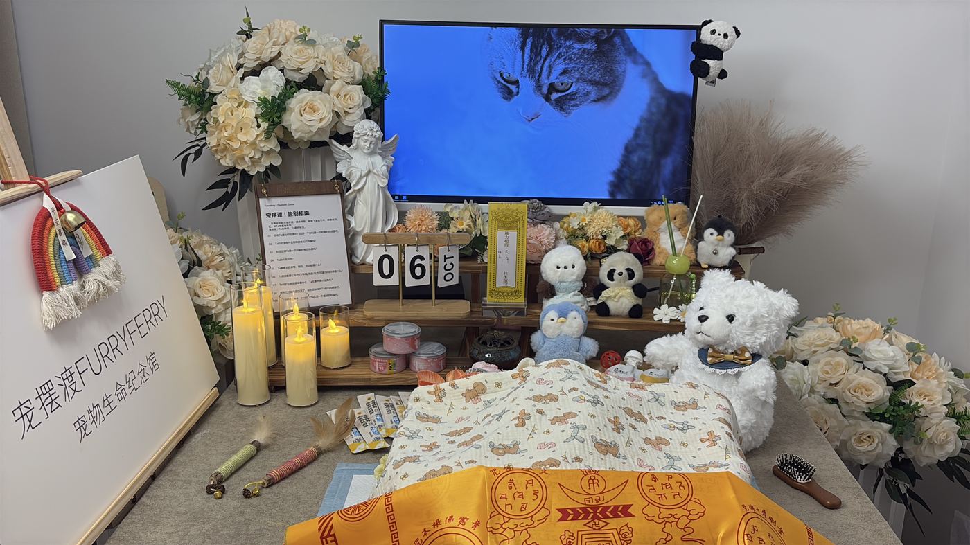 猫的遗体如何处理